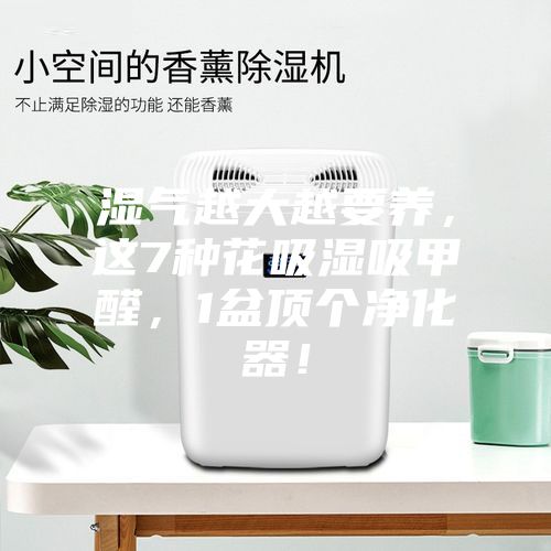 濕氣越大越要養(yǎng)，這7種花吸濕吸甲醛，1盆頂個(gè)凈化器！